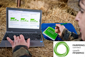 A person using a laptop propped up on a hay bale