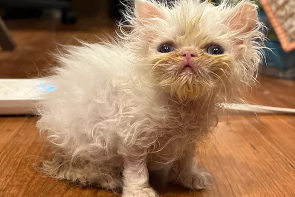 Two gentlmen discussing plans with a tablet computer