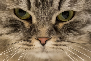 A gentleman giving the thumbs up whilst working on a laptop