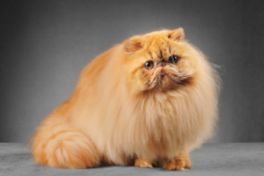 A gentleman giving the thumbs up whilst working on a laptop